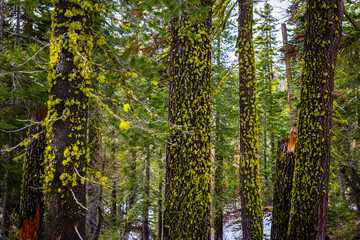 Old trees covered in green moss Lassen Volcanic Park