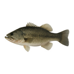 PNG Realistic fish image for design
