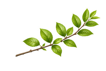 Obraz premium Green leaves on a branching stem isolated on a transparent background, symbolizing new growth, ecology, and spring season