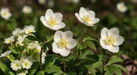 Obraz premium Close-up of white flowers with yellow centers, nestled in a green meadow with sunlight