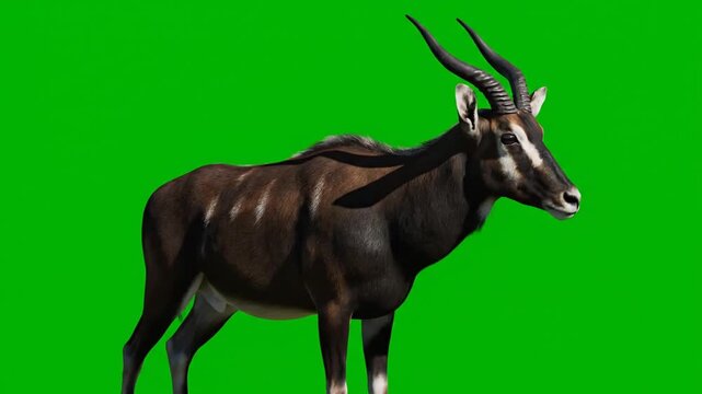 Majestic Sable Antelope Standing Still on Green Screen Background.