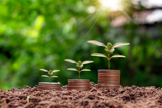 The sequence of growth of the tree on top of the pile of coins symbolizes the concepts of financial growth, economic growth, and sustainable development.