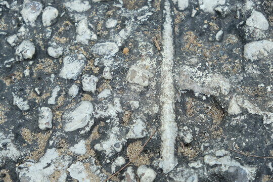 Close-up view of a fossilized ancient sea creature embedded in dark rock with pebbles