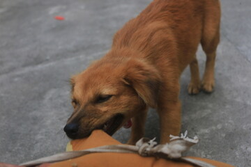 A blonde dog is playing in the yard looking happy. playing and biting a doll. blur zoom.