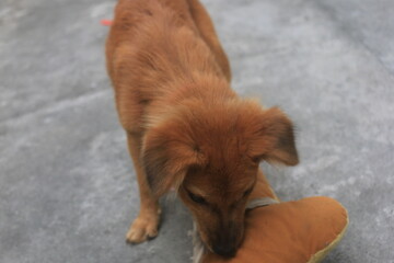 A blonde dog is playing in the yard looking happy. playing and biting a doll. blur zoom.