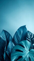 Vibrant teal monstera leaves