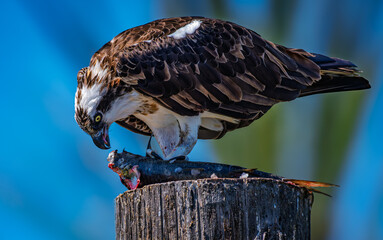 Osprey Eating Freshly Caught Fish on Wooden Post