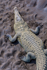 Crocodile on Sand