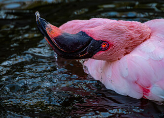 Flamingo Splashing Water During Bath
