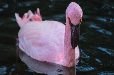 American Flamingo Portrait With Intense Gaze on Dark Water