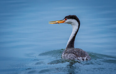 Clark&rsquo;s Grebe Swimming With Fish in Beak on Blue Water