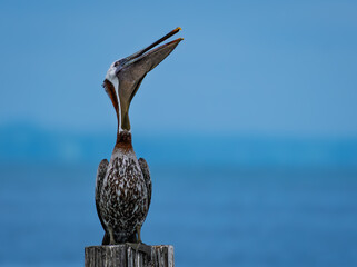 Brown Pelican Calling From Perch Against Coastal Background