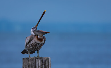 Brown Pelican yawning From Perch Against Coastal Background