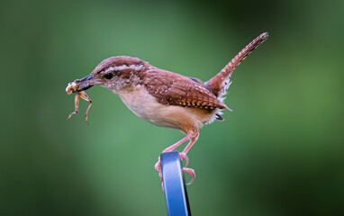 Carolina Wren with Cicada