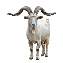 Fototapeta premium Majestic Goat with Curved Horns in Studio Setting