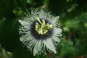 Obraz premium Passiflore - Fleur de la passion