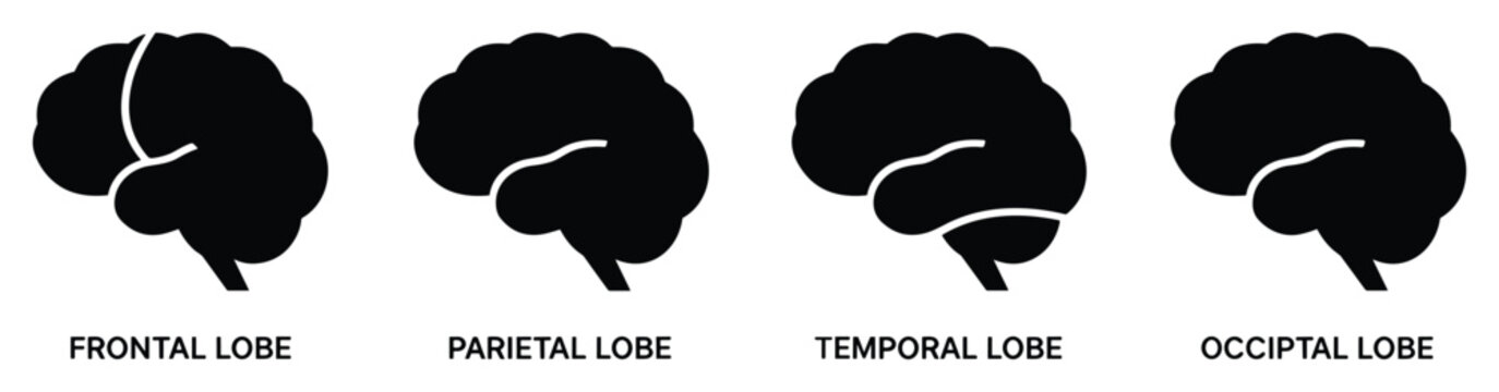 Brain lobes anatomy vector illustration of frontal parietal temporal occipital icon brain diagram