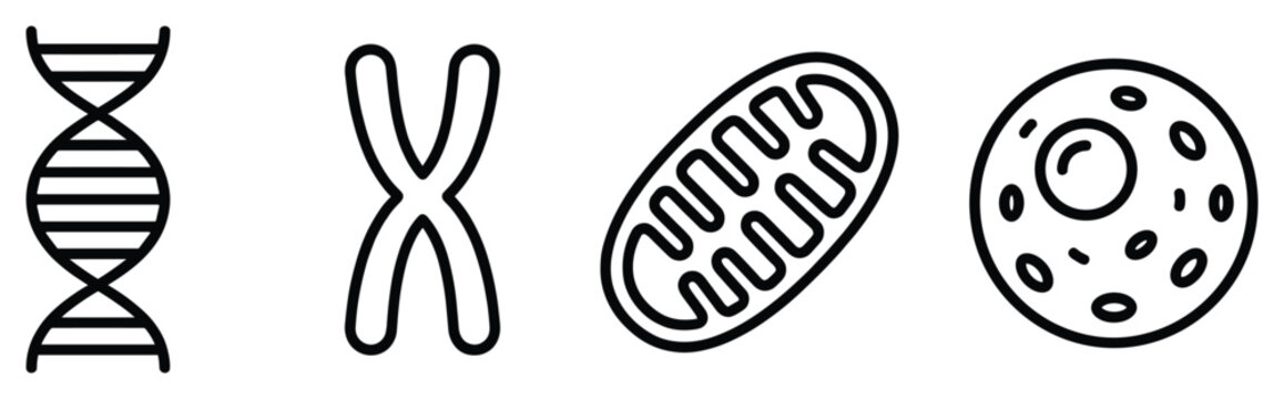 Cell biology outline dna chromosome mitochondrion and basic cell structure scientific drawing