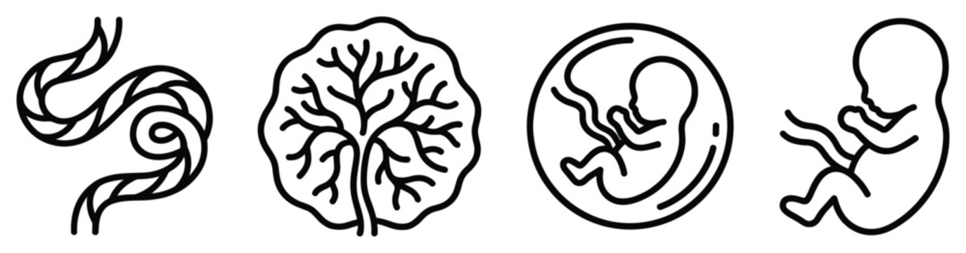 Embryo development icon set simple design placental stage pregnant woman trimester foetus growth