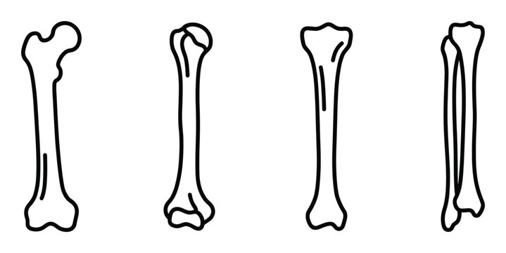 Femur bone set leg bone anatomy human body medical icon vector illustration simple design