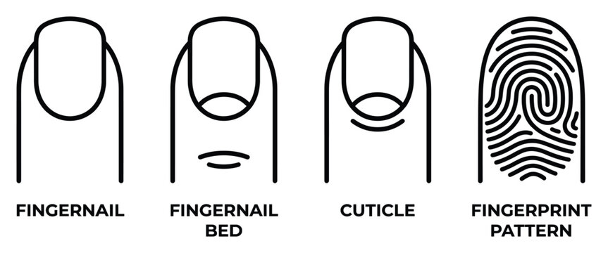 Fingernail and fingerprint pattern various elements of hand anatomy nail bed cuticle vector illustration