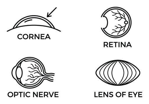 Human eye anatomy set with cornea retina optic nerve and lens isolated on transparent background