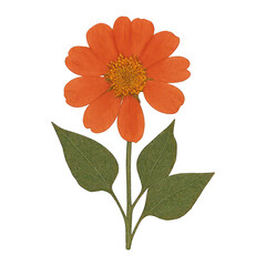 PNG Vibrant orange flower illustration