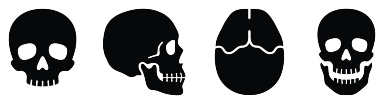 Human skull skeleton with detailed bone structure side front top angle view anatomy cranium