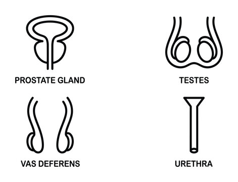 Male reproductive system organs line icon set prostate gland testes vas deferens urethra