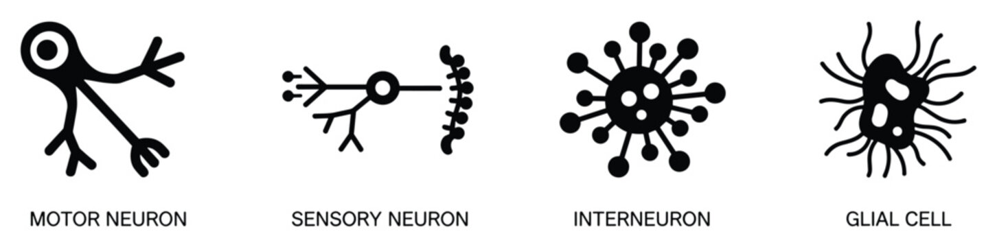 Neuron icon set motor neuron sensory neuron interneuron glial cell medical illustration on transparent