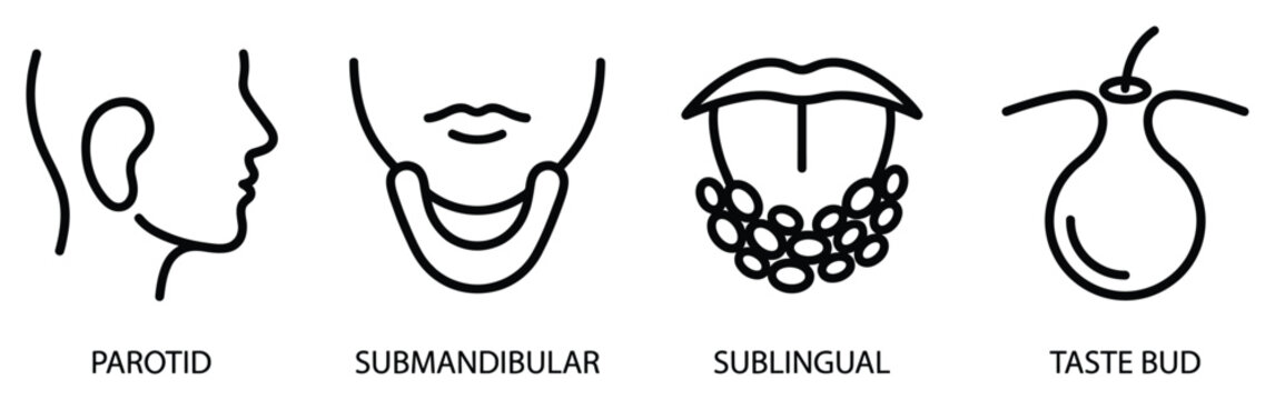 Salivary glands anatomy set featuring parotid submandibular sublingual and taste bud isolated signs
