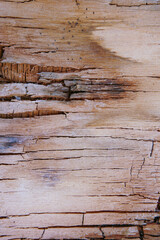 texture background of brown color cracked wooden plank with lights and shadows