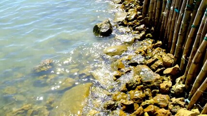 Coastal Erosion Defense with Bamboo Barrier and Rocks Protecting the Shoreline