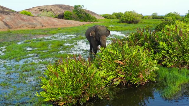 Aerial view of Elephant among tropical vegetation in wetlands. Arugam Bay Sri Lanka.