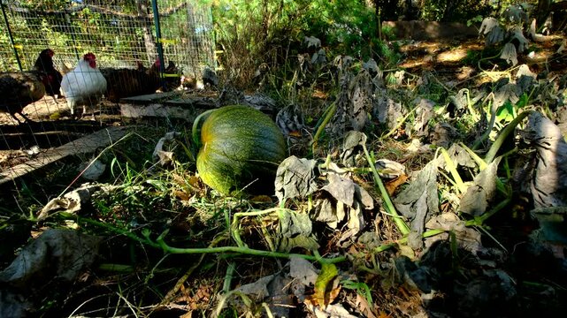 Close up of withered pumpkin plant and its unmatured fruit laying on ground as cage free chickens strolling in outdoor enclosure next to plant