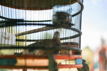 Single Spotted dove in a cage looking at camera a common bird keeping practice in Southeast Asia