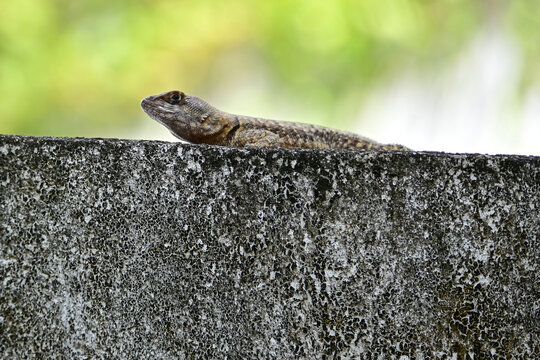 tropidurus torquatus lizard on concrete wall, brazilian calango resting in sun, tropical reptile in urban environment, small lizard on stone fence