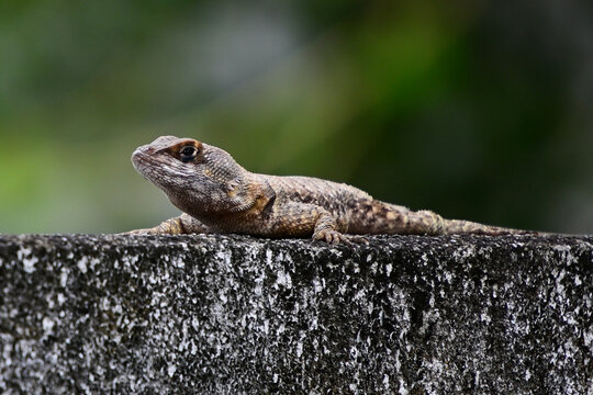 tropidurus torquatus lizard on concrete wall, brazilian calango resting in sun, tropical reptile in urban environment, small lizard on stone fence