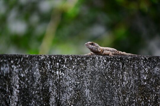 tropidurus torquatus lizard on concrete wall, brazilian calango resting in sun, tropical reptile in urban environment, small lizard on stone fence