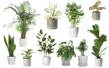 Obraz premium Green house plants in pots isolated on white, set