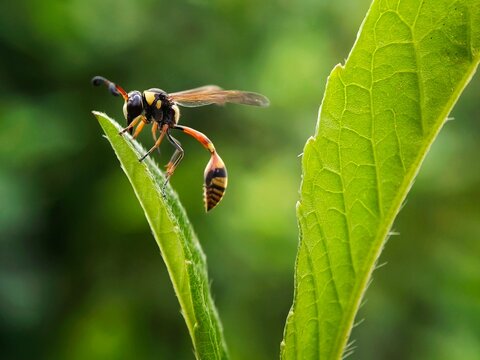 Yellow potter wasp on a green leaf