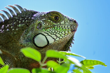 Obraz premium green iguana perched in tropical foliage, closeup of iguana iguana in dense leaves, wild lizard in natural habitat, arboreal reptile camouflage in green tree, animal macro photography 