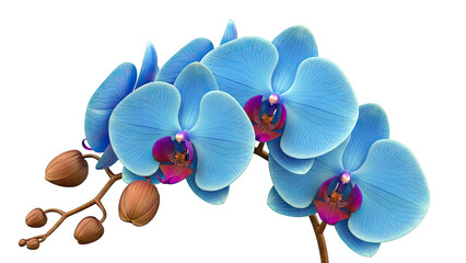Vibrant Blue Orchid Blossoms with Buds