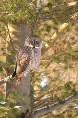 A Great Gray Owl perched on a snow covered branch hunting along the edge of a meadow