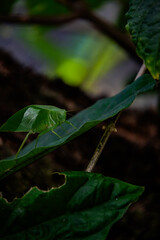 green katydid on leaf close up, tropical insect camouflage in nature, macro wildlife detail