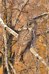 A Great Gray Owl perched on a snow covered branch hunting along the edge of a meadow