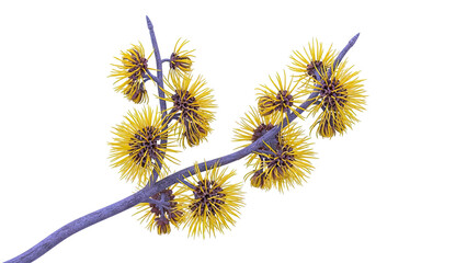 Witch Hazel Branch with Yellow Flowers
