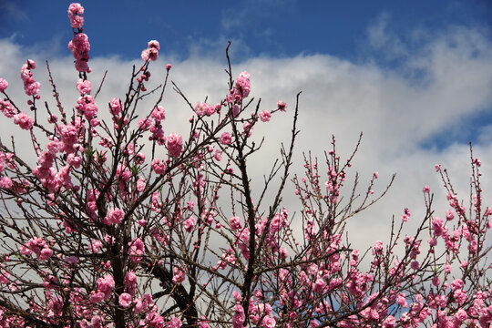 Japanese Flowering Cherry Prunus Kazan