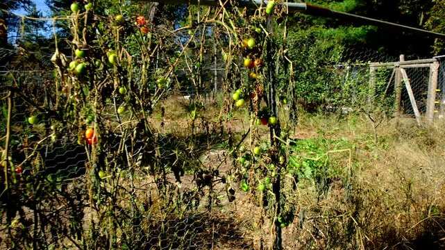 Close up of last few cherry tomatoes hanging from death vine and moving camera away revealing withered tomato and cucumber vines tangled to vegetable garden fence
