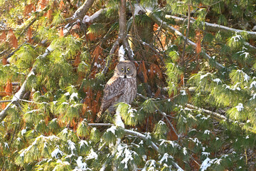 Magestic Great Gray Owl sits in a cedar tree hunting
